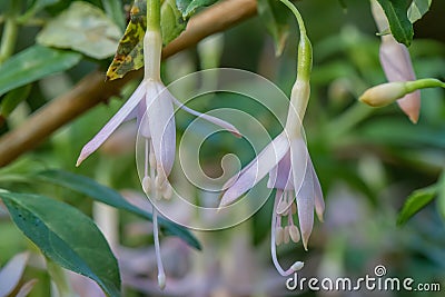 Hardy fuchsia Fuchsia magellanica alba, pinkish-white flowers Stock Photo